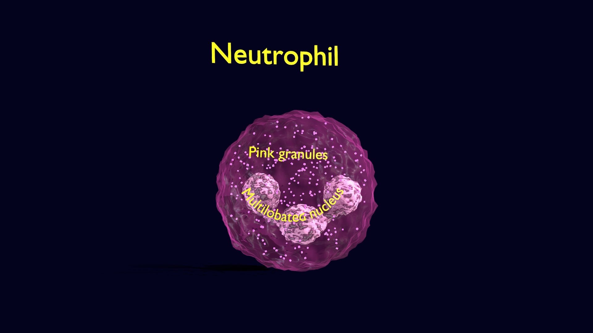 Neutrophil Animated Detail Granules White Blood | Fab