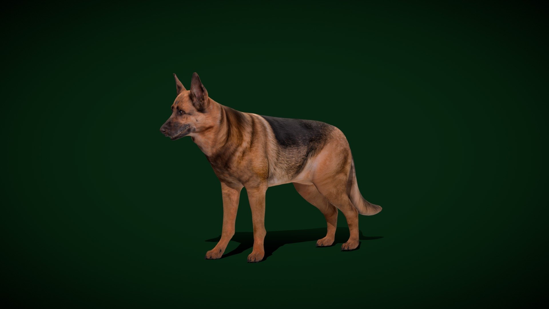 German Shepherd Dog Breed (Game Ready) Fab