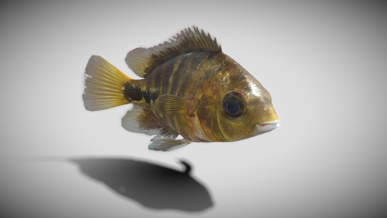 Media 1 for listing Realistic Redhead Cichlid 3D Fish Model