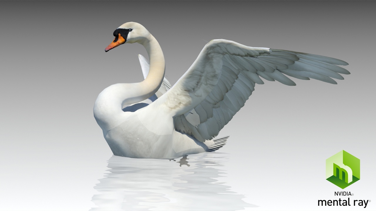 Media 1 for listing Mute Swan