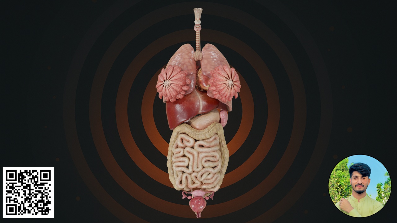 商品 Human Organs 的媒体 1