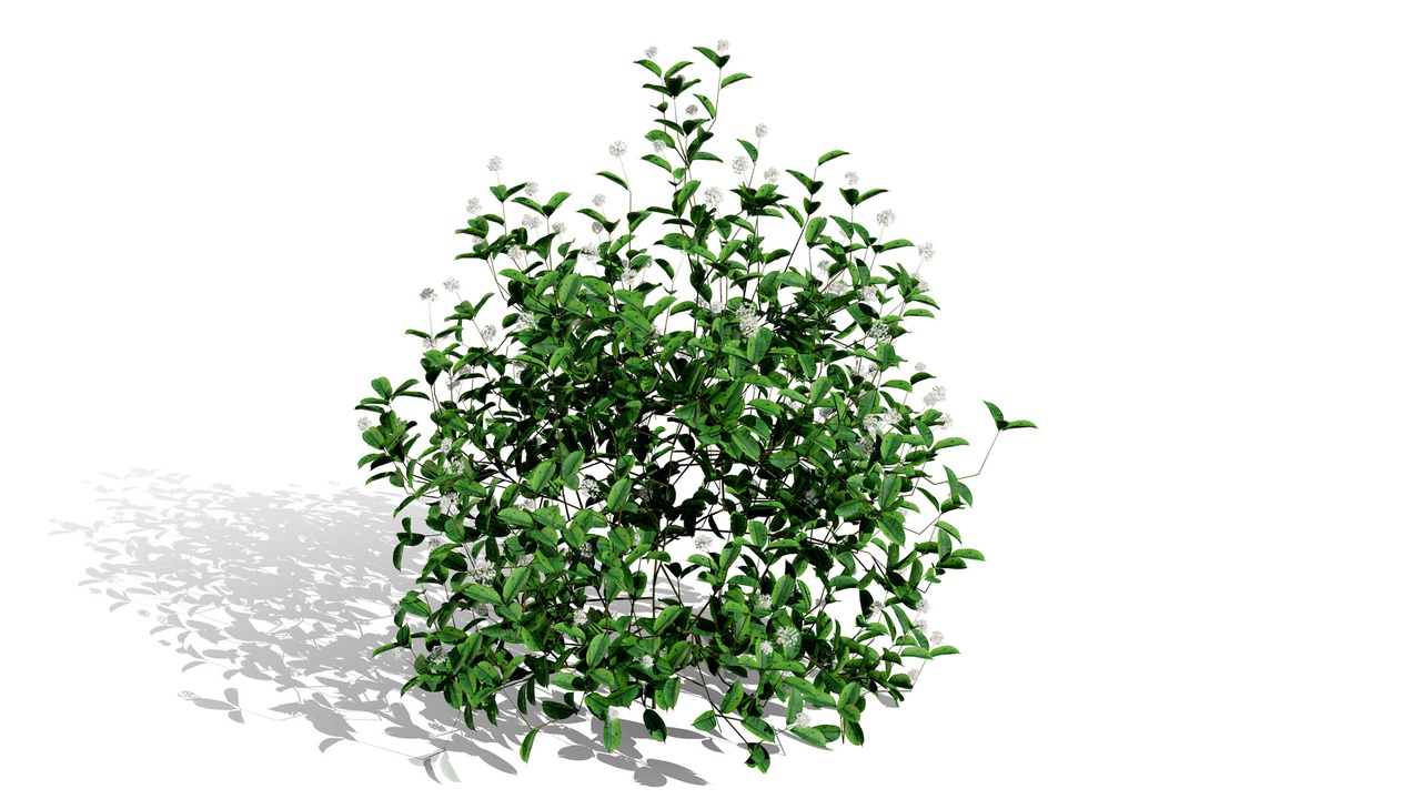 Media 1 for listing North American Shrubs