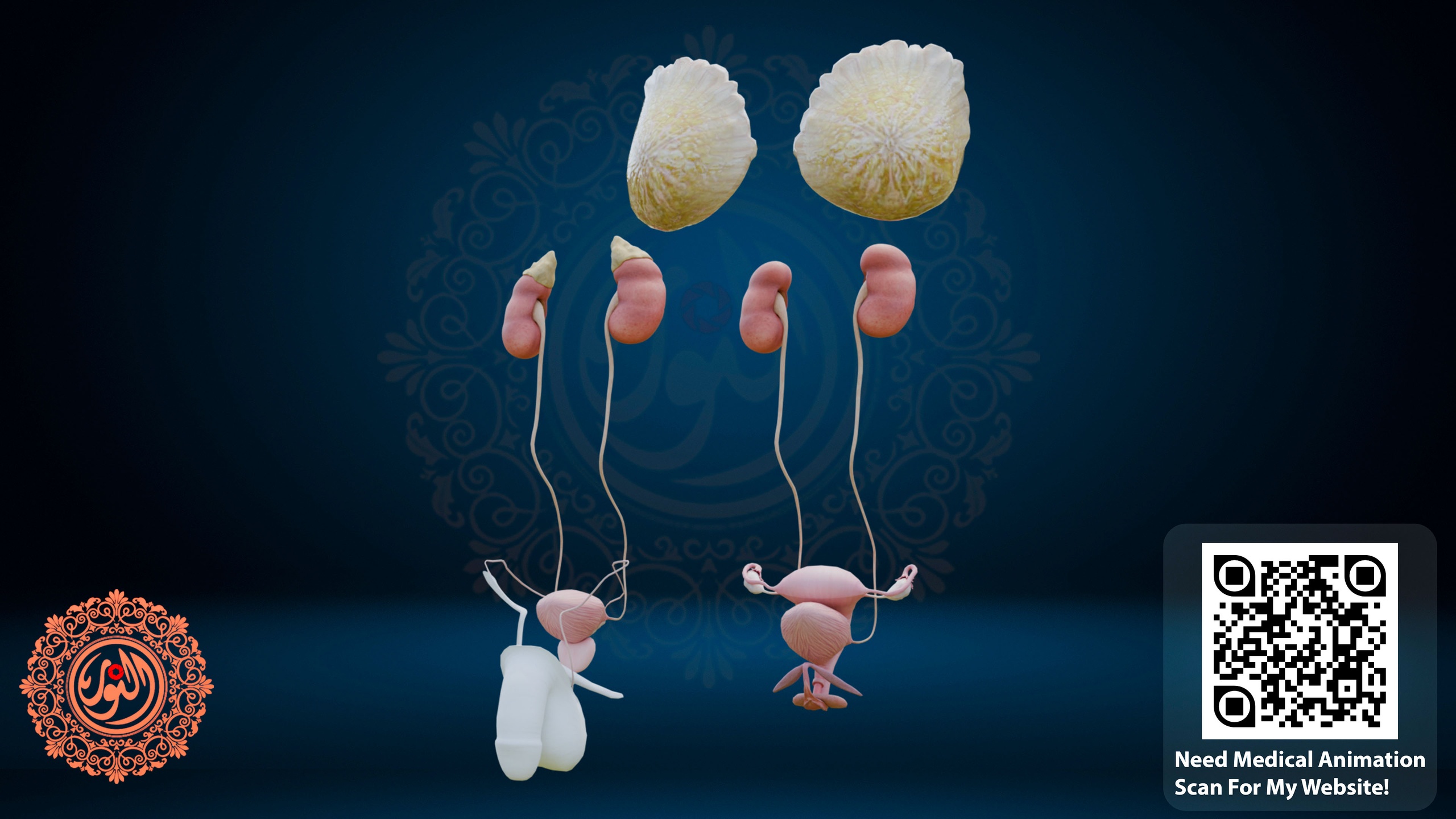 Média 1 pour l'article Complete Human Urinary & Reproductive System (Male & Female) – HQ 3D Models