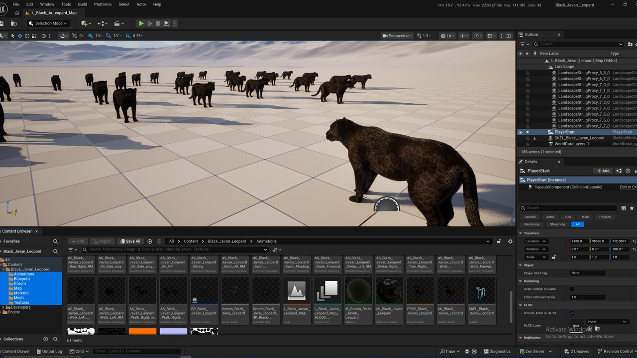 Media 1 for listing Black Javan Leopard