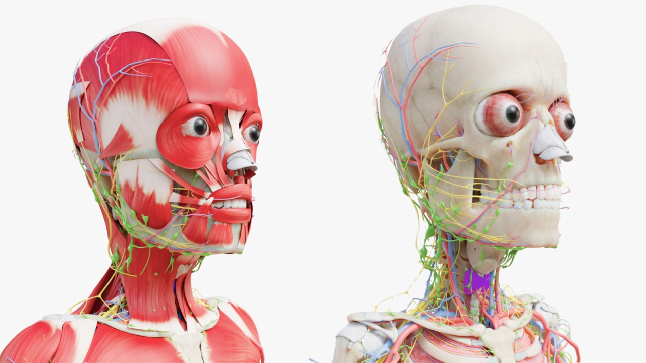 Media 1 for listing Kid Boy Anatomy Realistic Child Muscular Nervous System Low-poly 3D model