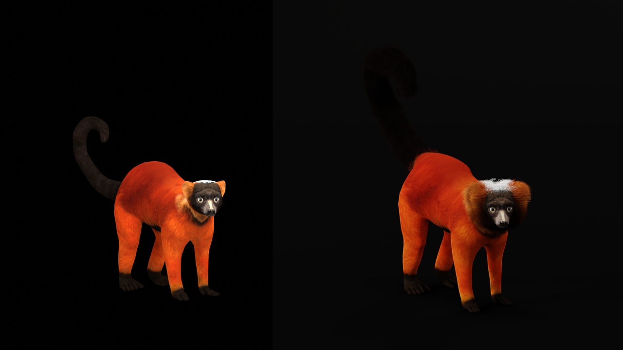 Media 1 for listing Red Ruffed Lemur (Game Ready)