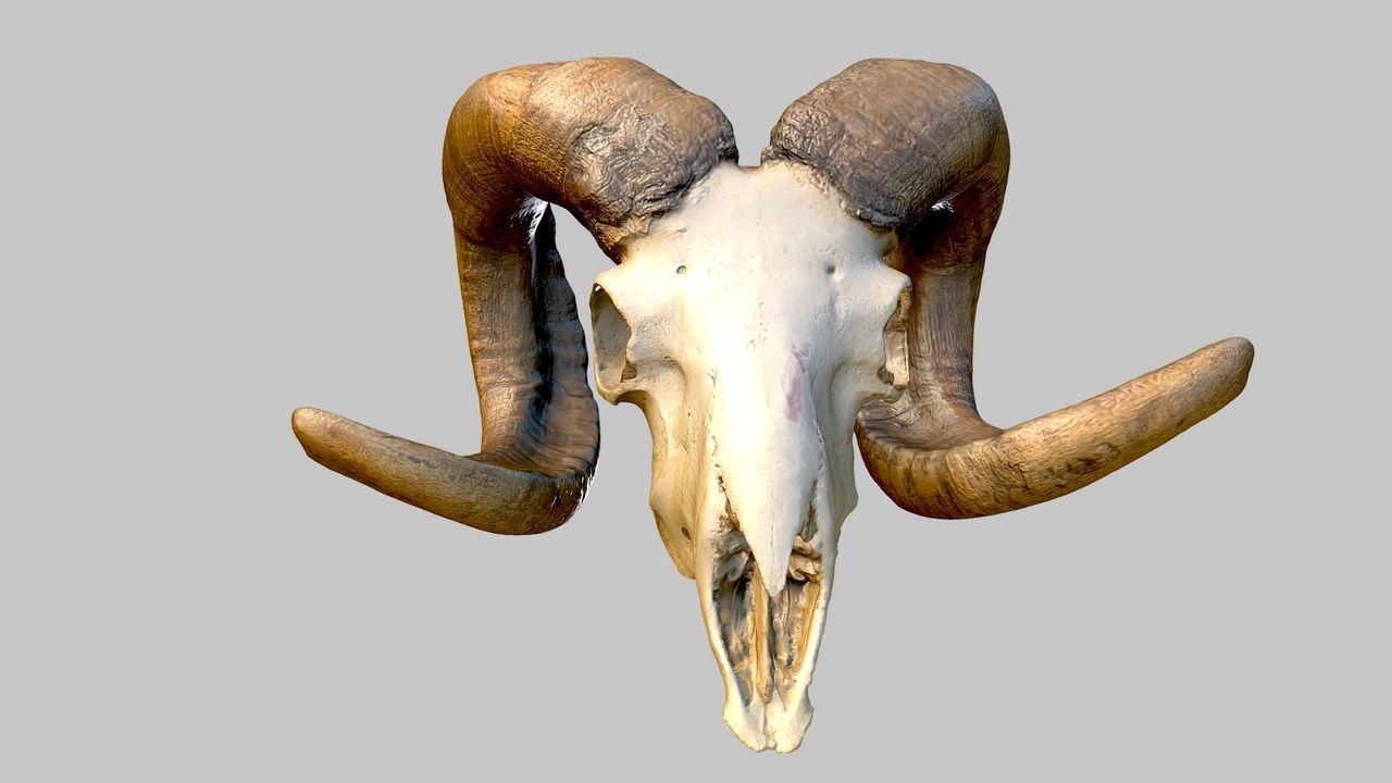 Media 1 for listing Sheep Skull