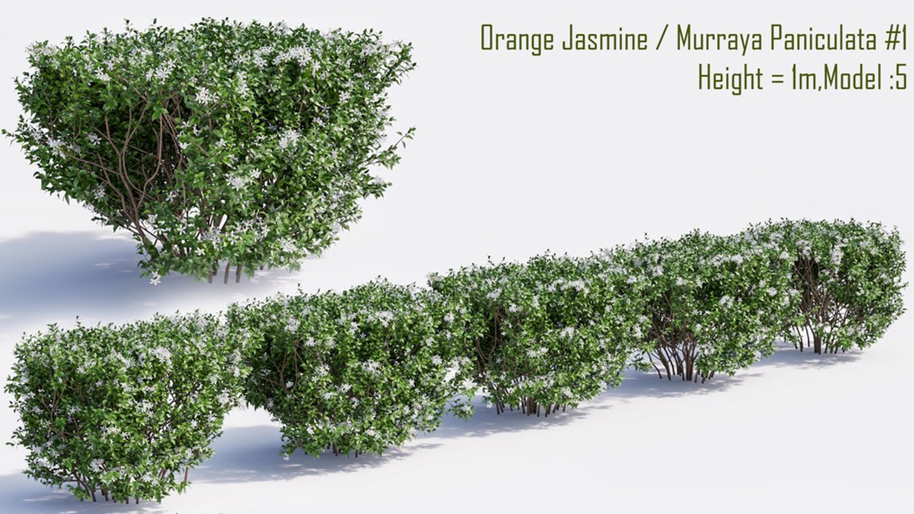 homalomena maggy plant Homalomena Rubescens 'Maggy'  Rare, Exotic, and Easy to Grow  Bloombox  Club