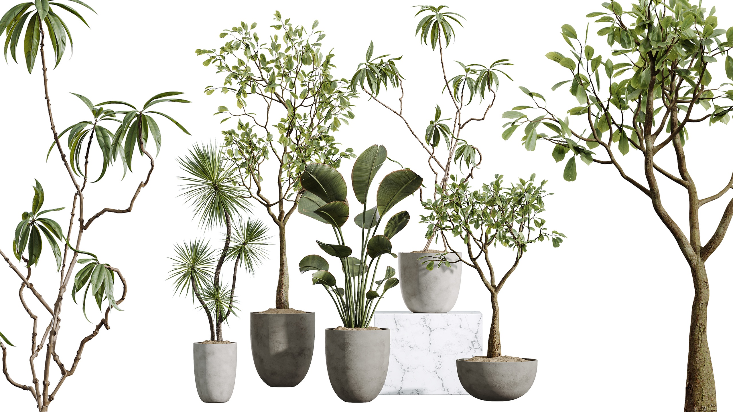 Media 1 for listing AV Indoor Plants Set 449 Ficus Dracaena Marginata and Ravenala Banana and Spinel
