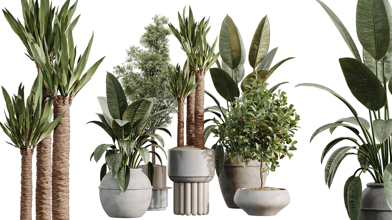 Media 1 for listing AV Indoor Plants Set 615 Yucca Elephantipes Briful Pachira Ficus Elastica Olive