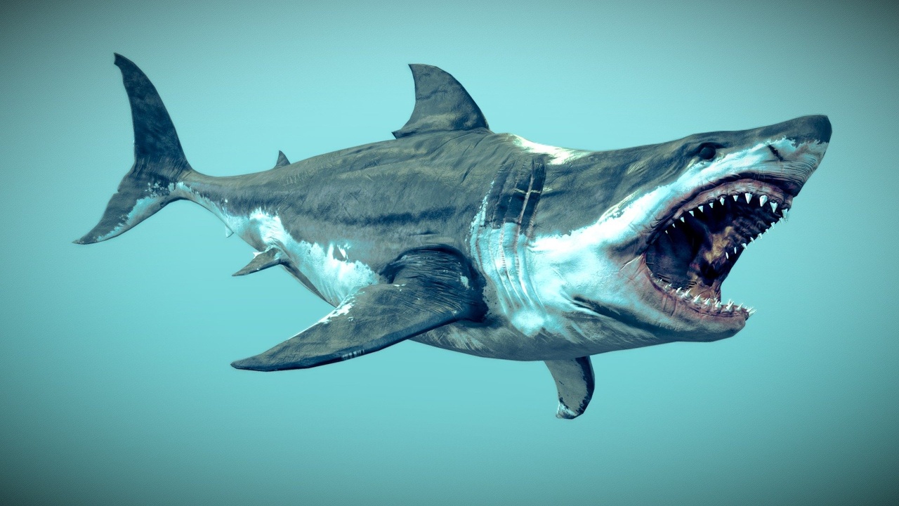 Media 1 for listing White Shark