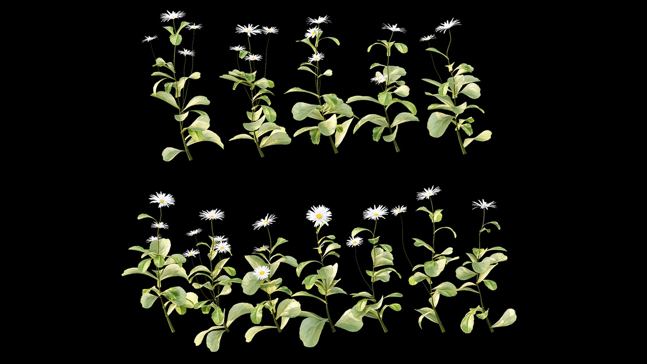 Media 1 for listing Common Daisy Flower Plant 04
