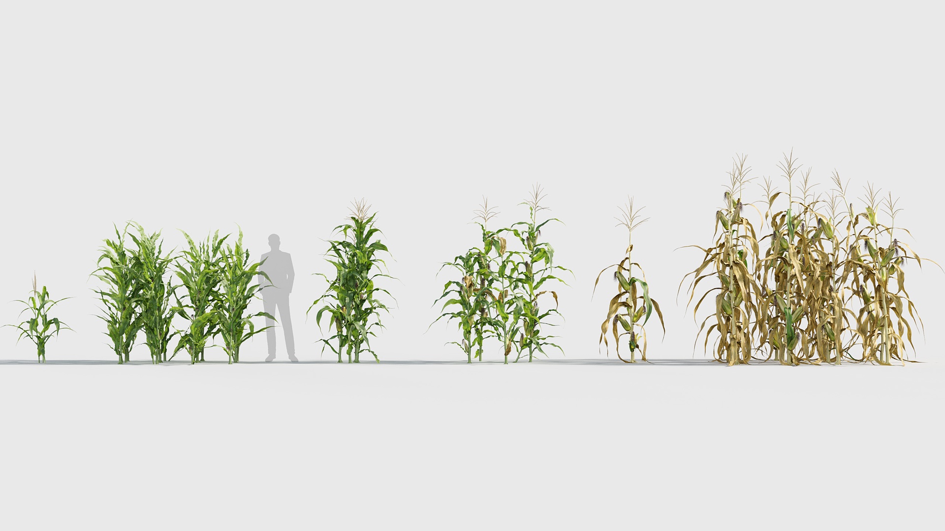 Media 1 for listing Zea mays - Maize