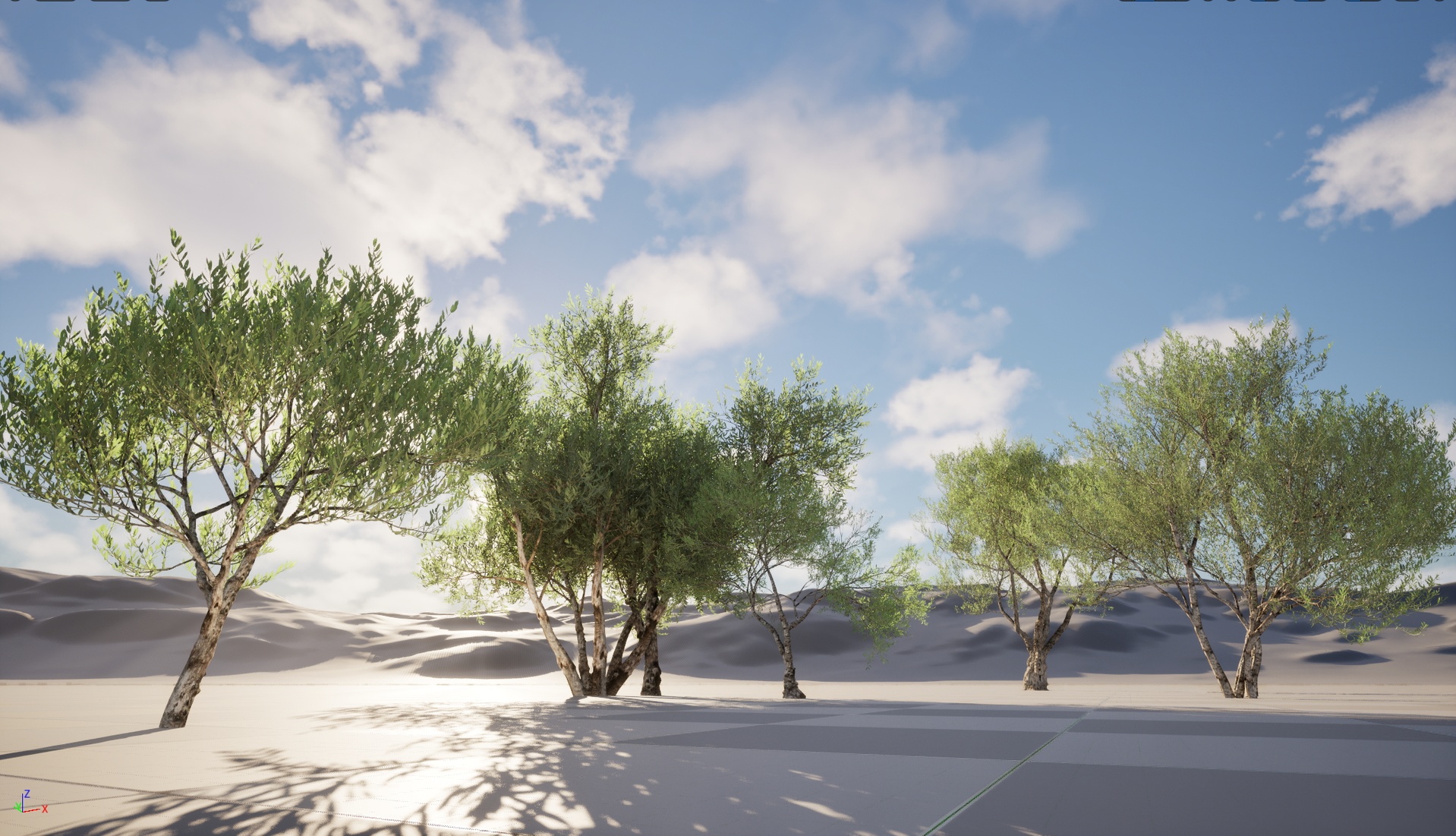 Media 1 for listing Nanite Wind Plants - Olea europaea - Common olive 04