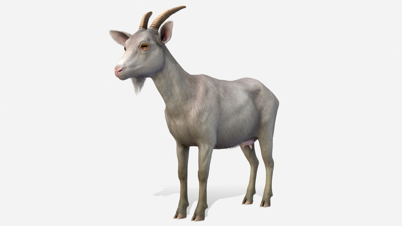 Goat - Female 제품 등록을 위한 미디어 1개