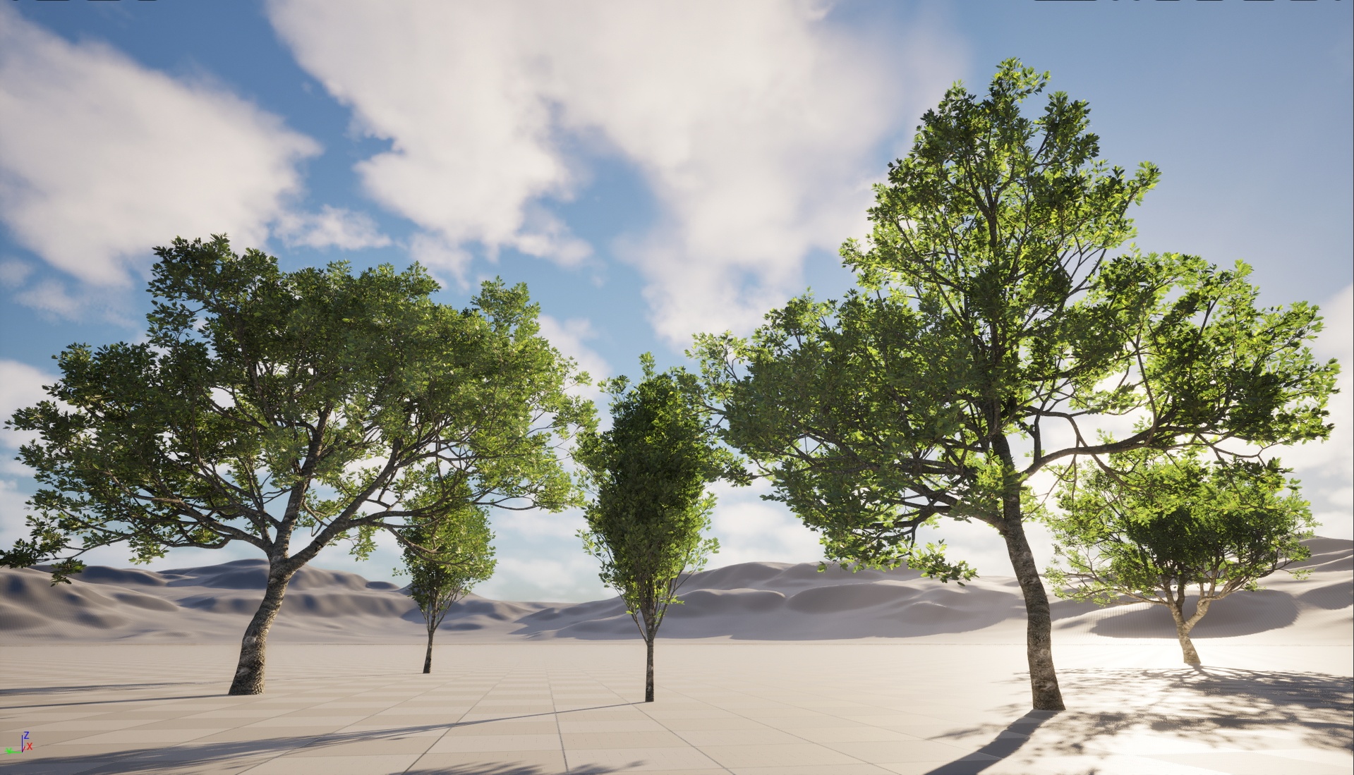 Media 1 for listing UE5 Nanite Wind Plants - Quercus ilex - holly oak