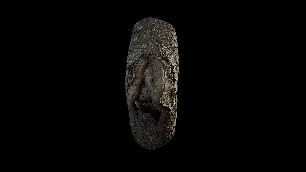 Media 1 for listing Anydrafts Koelreuteria paniculata Burl 05