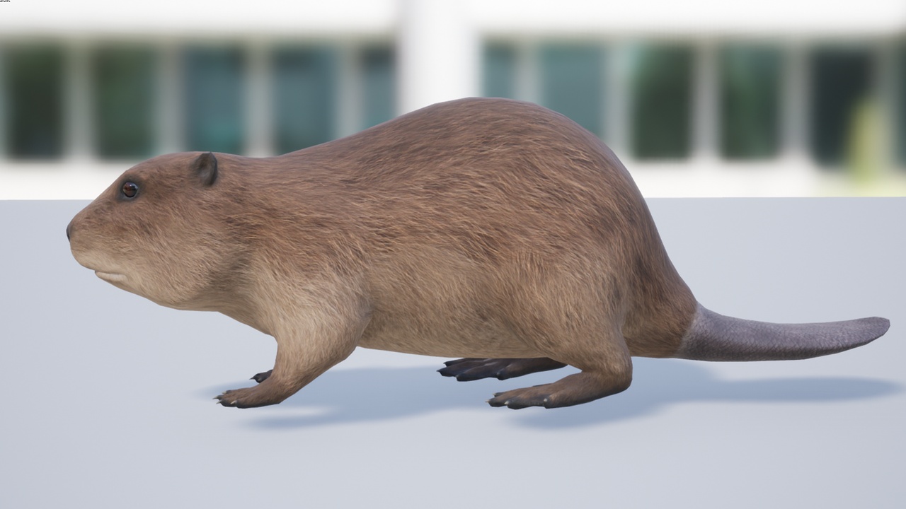 Media 1 for listing Beaver