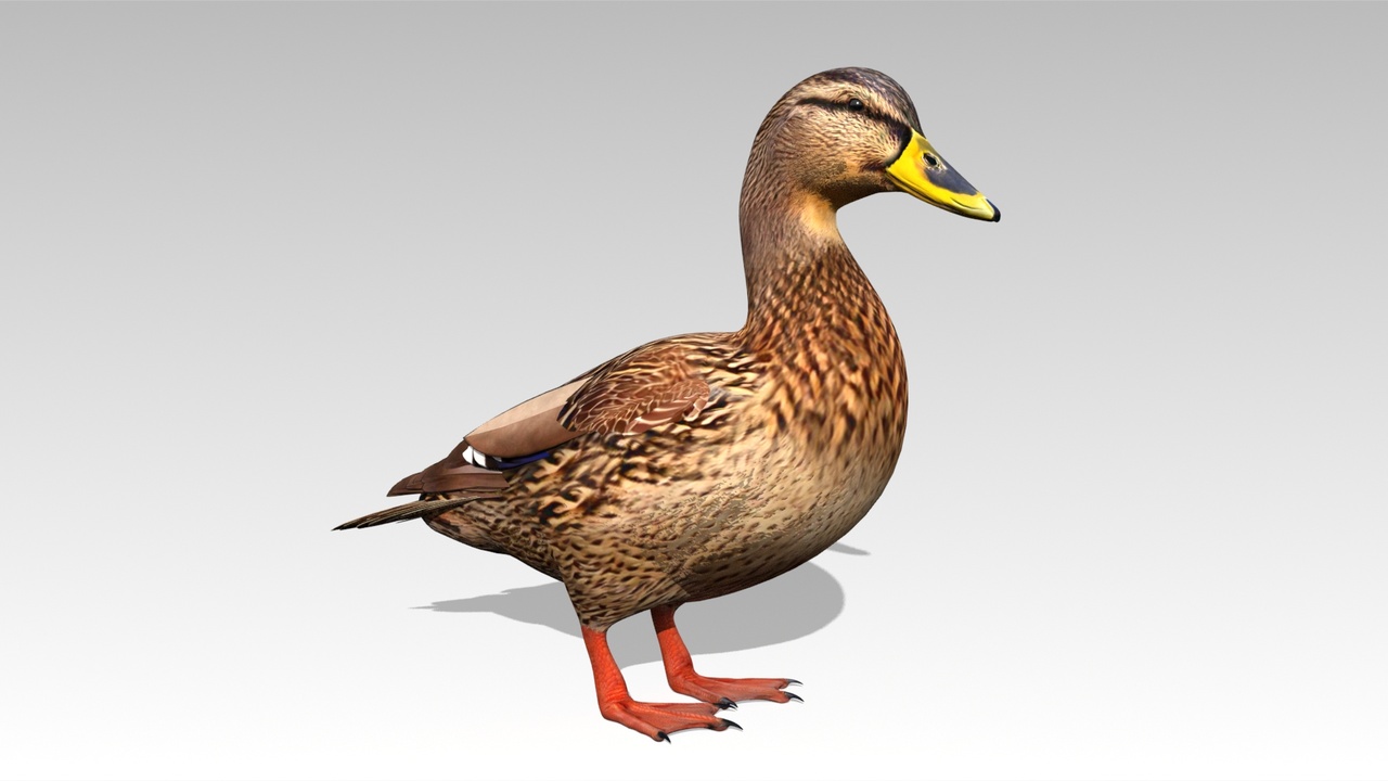 الوسائط 1 للقائمة Mallard Duck Female