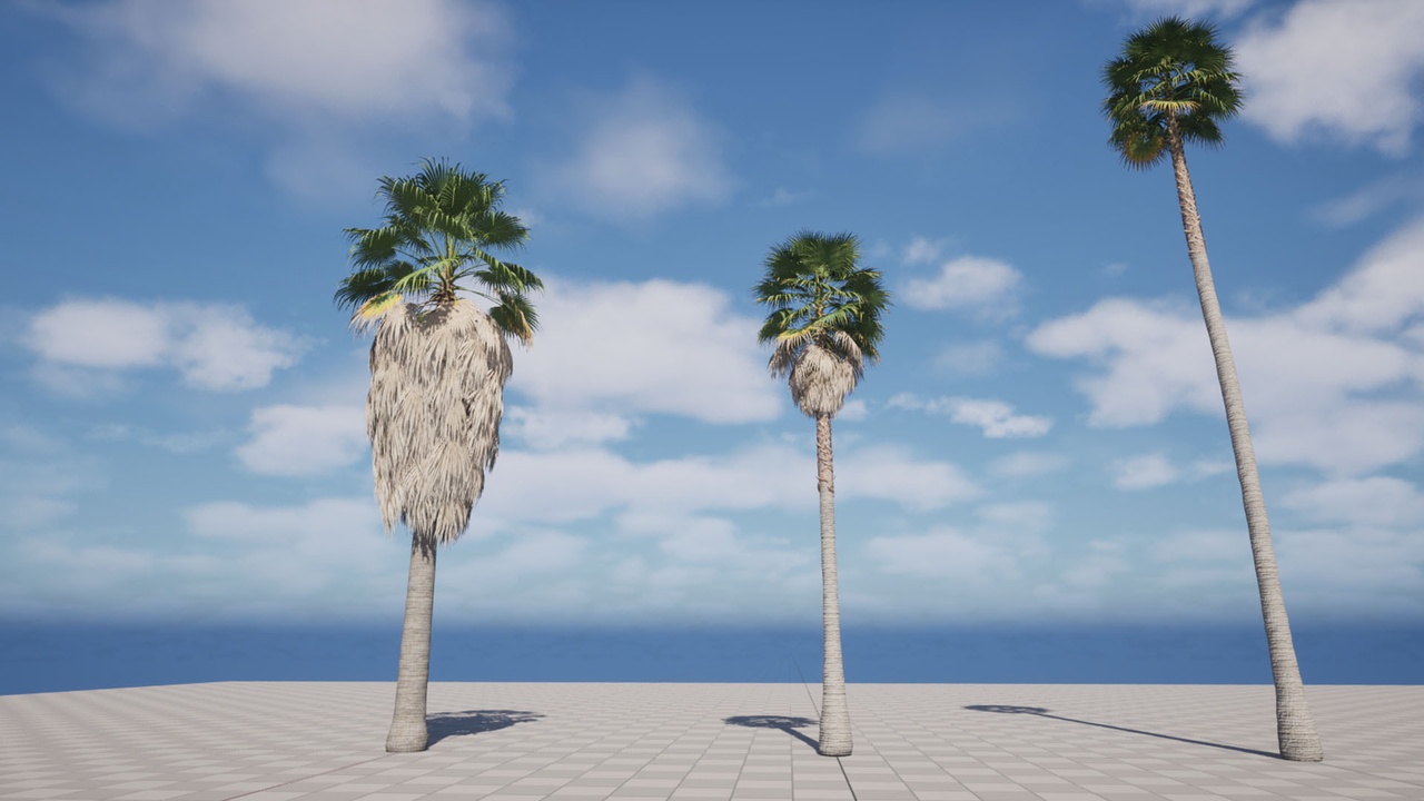 Media 1 for listing Washingtonia Tree Pack (Palm)