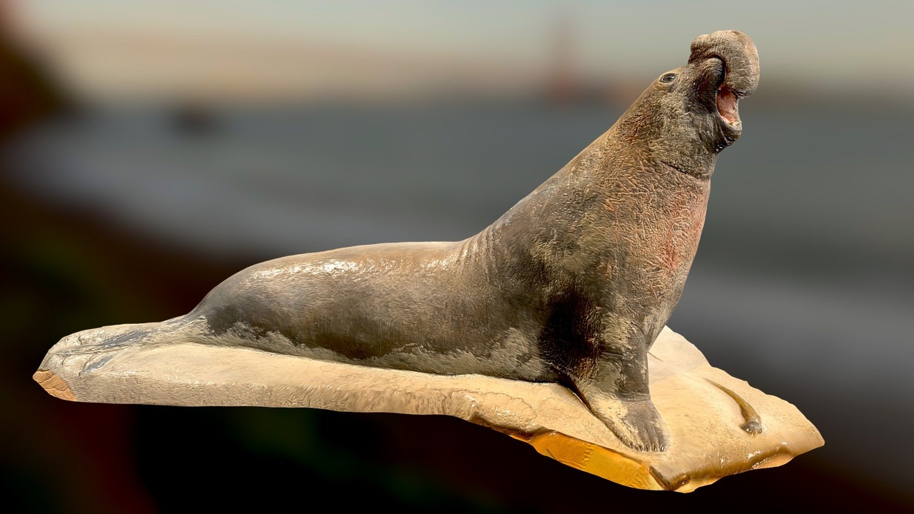 Media 1 for listing Elephant Seal
