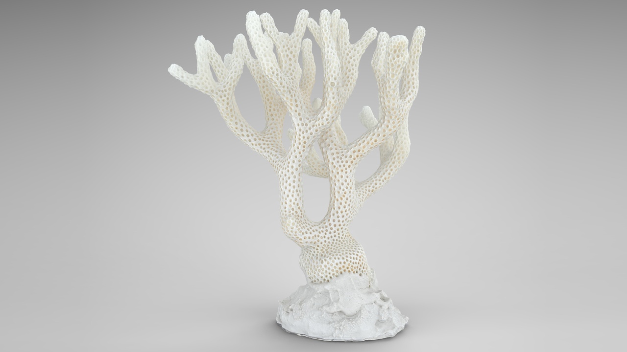 Media 1 for listing Coral Sea