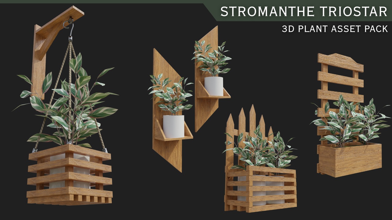 Media 1 for listing Indoor Plants with Pots: Stromanthe Triostar