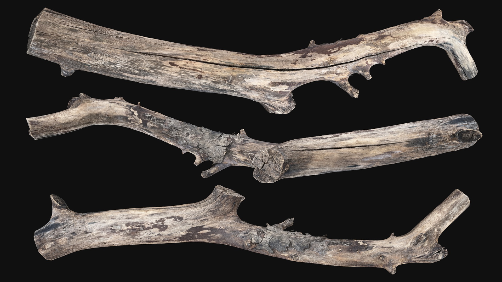 Media 1 for listing Realistic Tree Trunk Branch Wood 3D Scan in highpoly