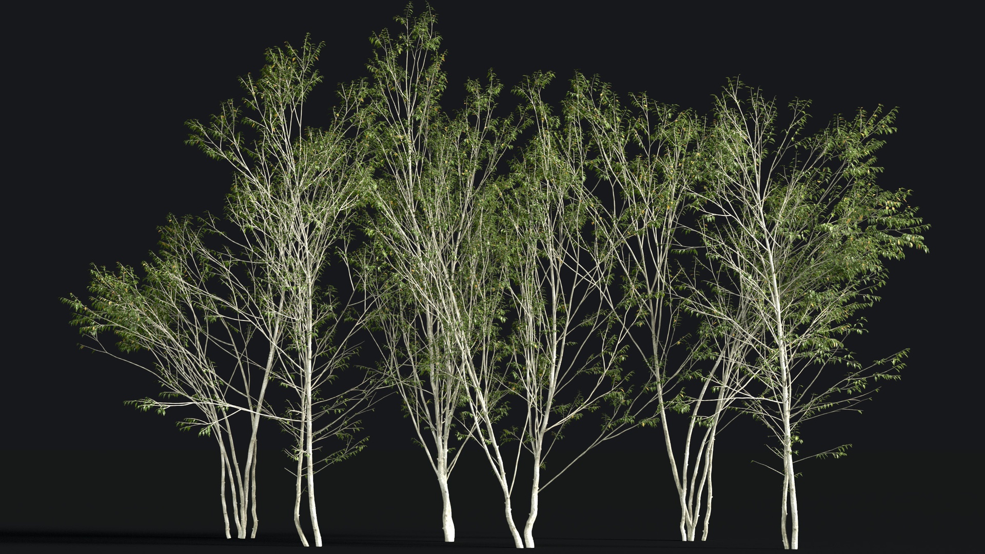 Media 1 for listing Japanese Small Tree 13
