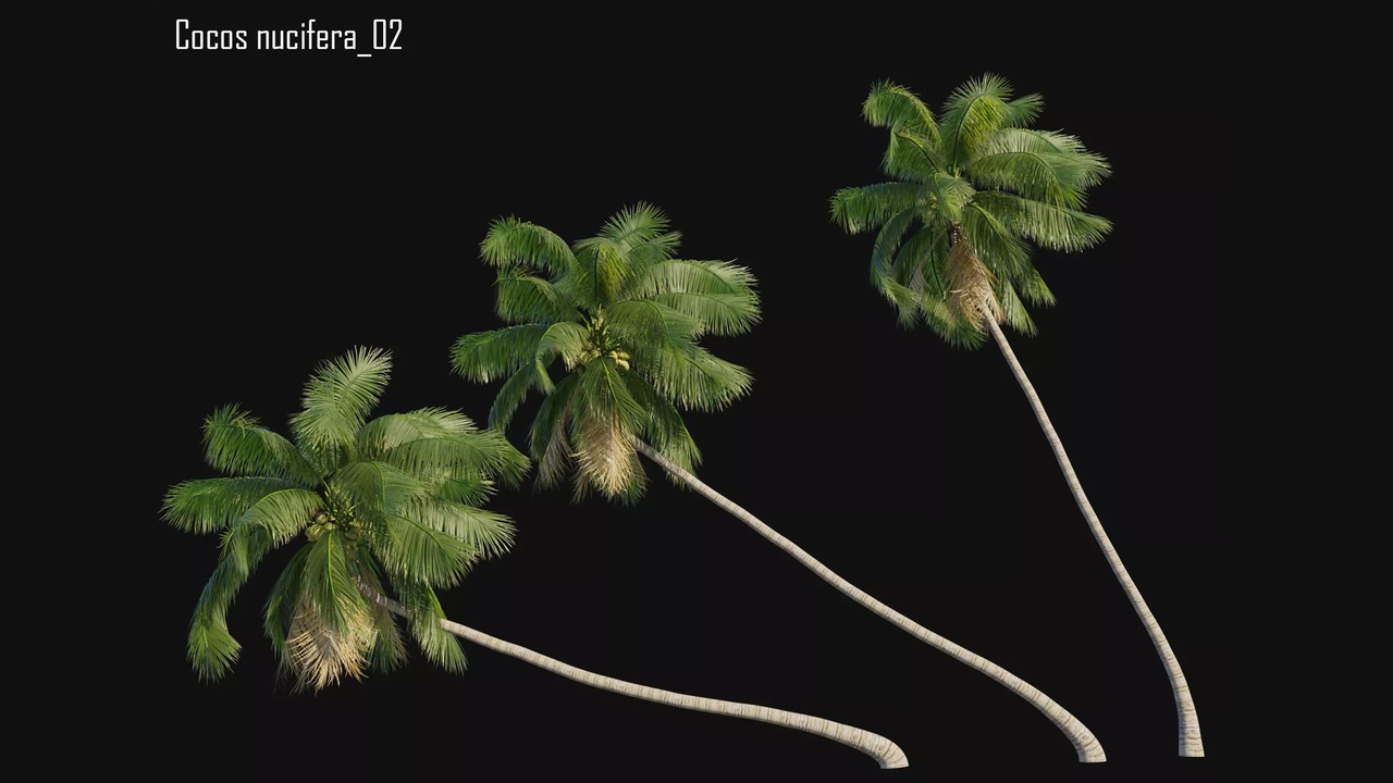 Medium 1 für Eintrag Cocos nucifera 02