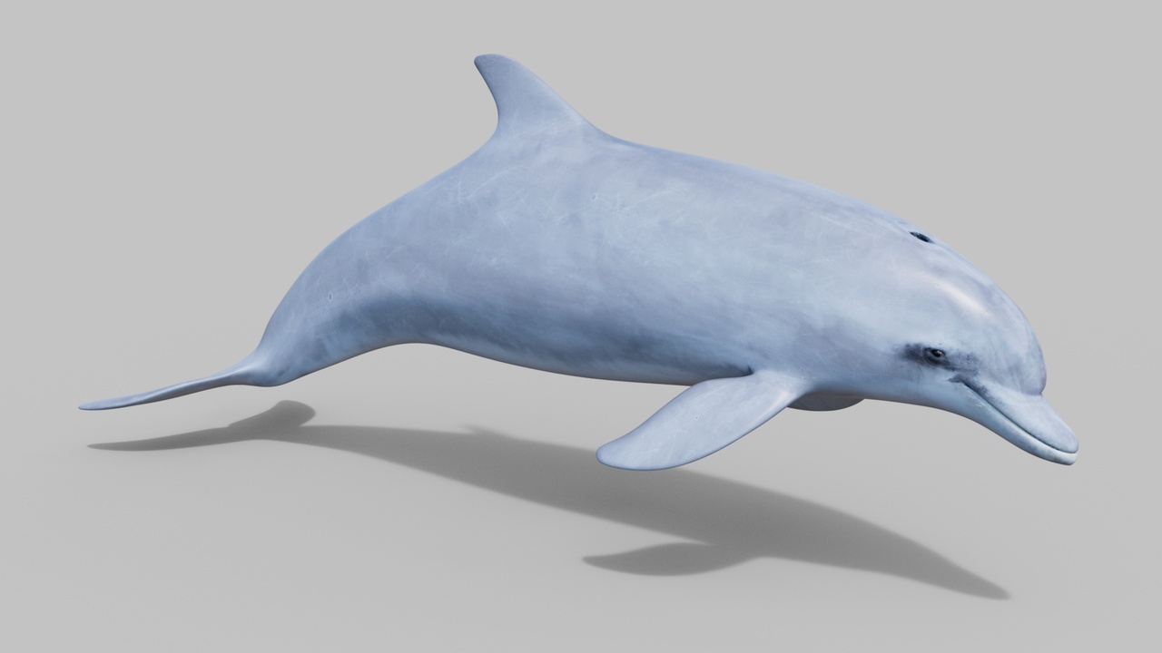 Media 1 for listing Dolphin