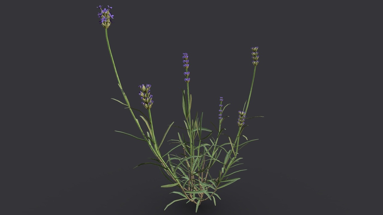 Média 1 pour l'article Lavender