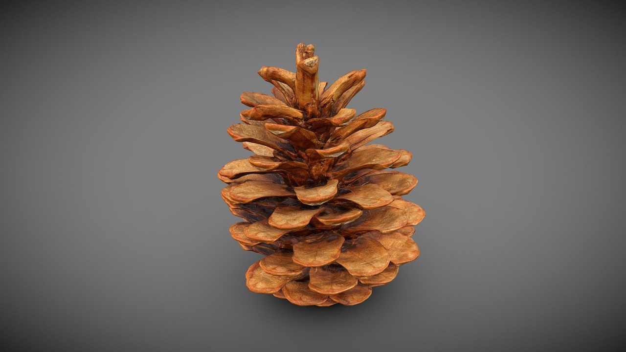 Media 1 for listing Pine cone