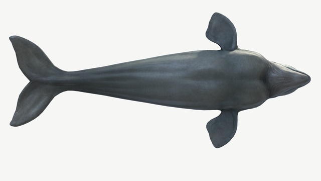Beluga Whale | Fab