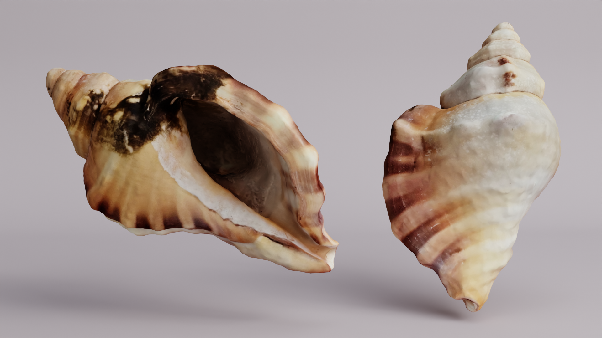 Sea Shell | Fab