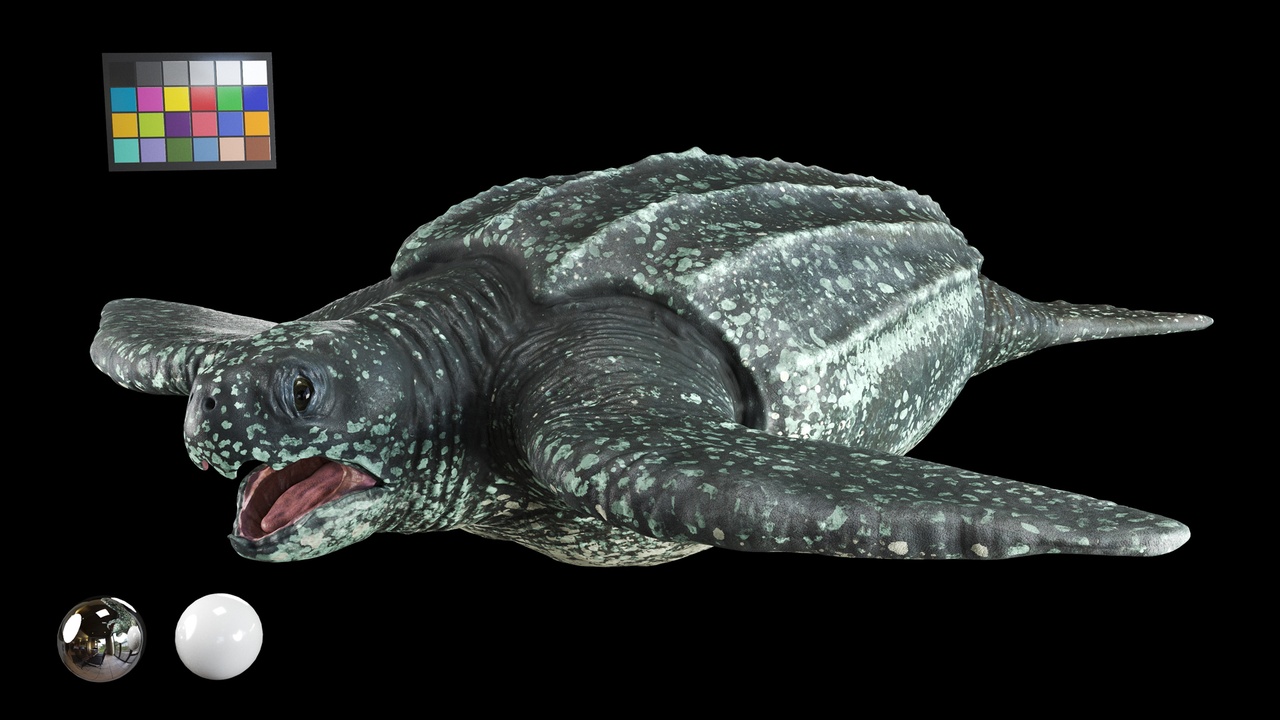 商品 Leatherback sea turtle 的媒体 1
