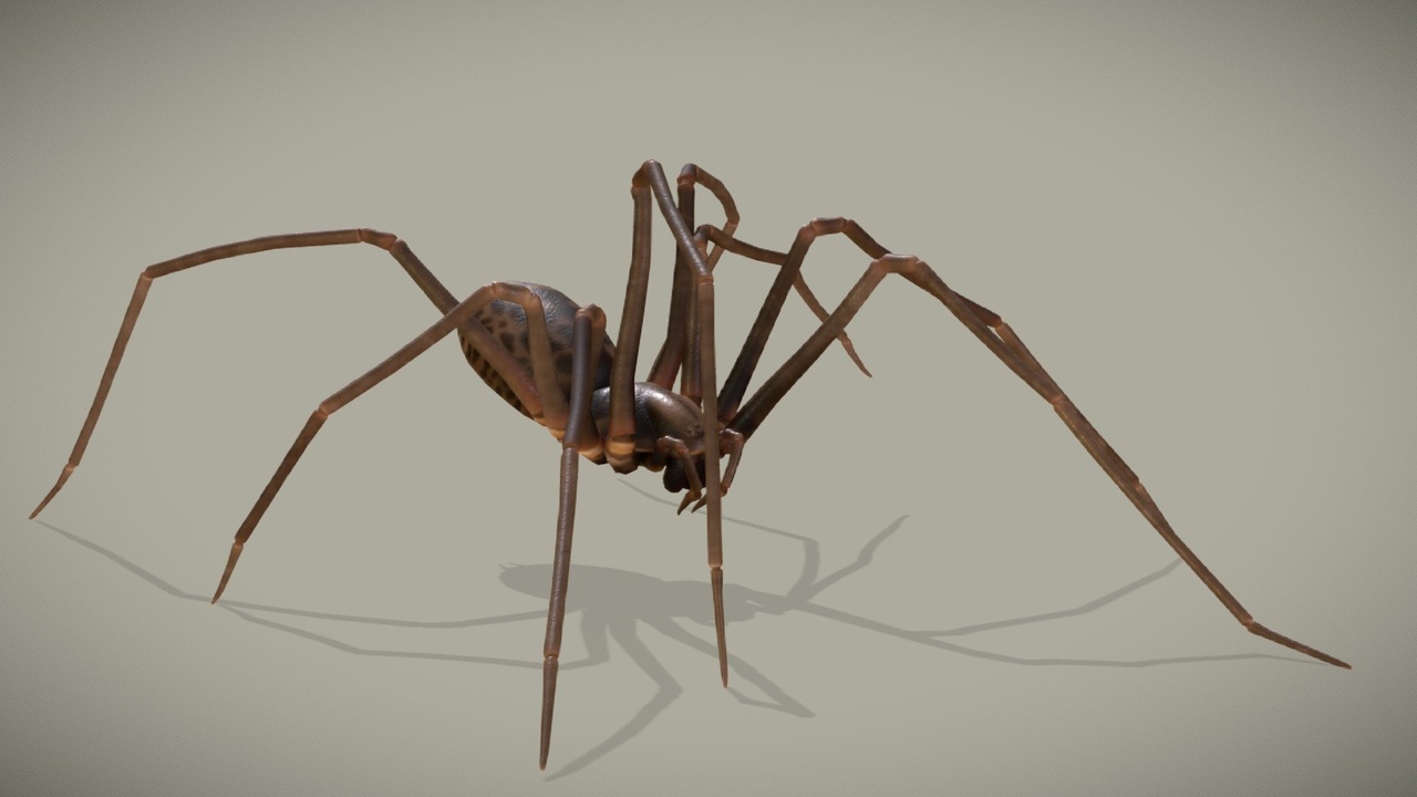 Media 1 for listing Spider - Eratigena Atrica
