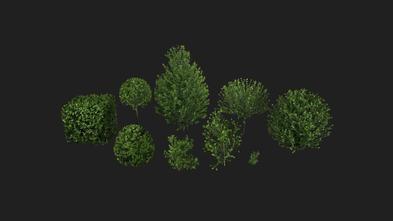 Media 1 for listing Boxwood