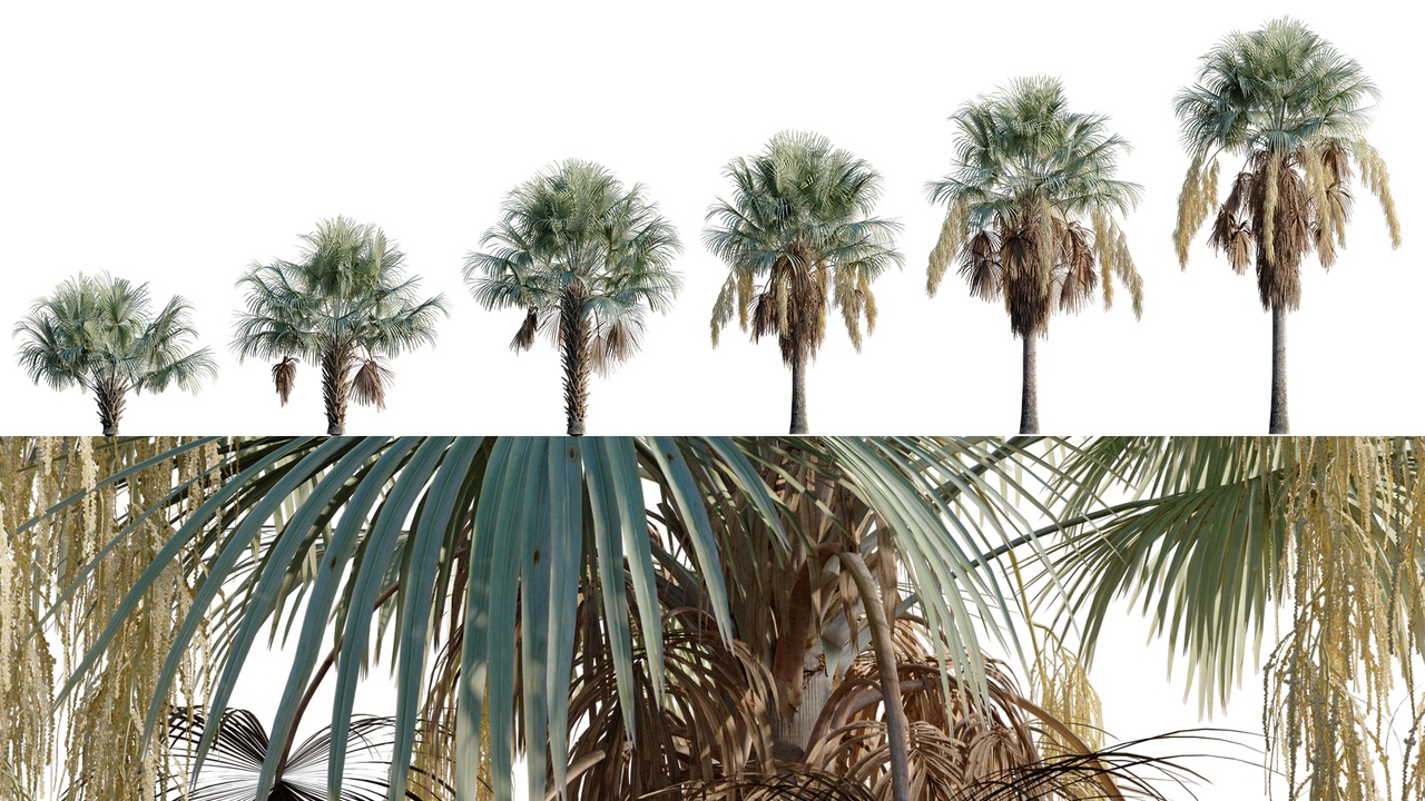 Media 1 for listing Brahea armata - Mexican Blue Palm