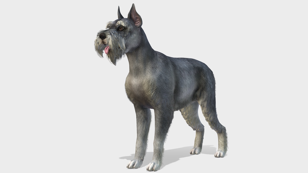 Media 1 for listing Dog - Schnauzer