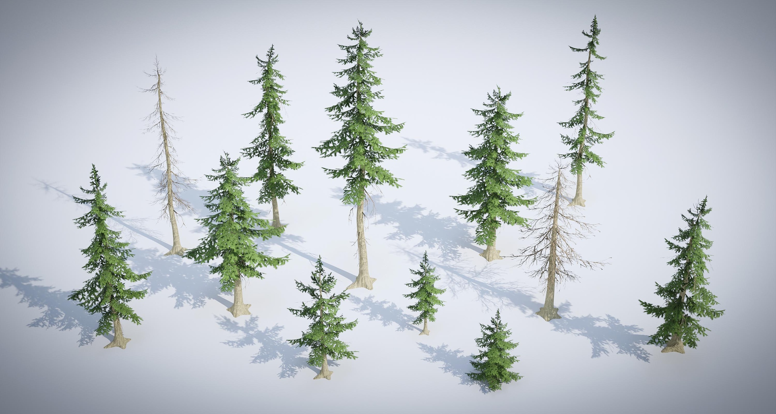 Media 1 for listing Spruce Trees (Stylized)