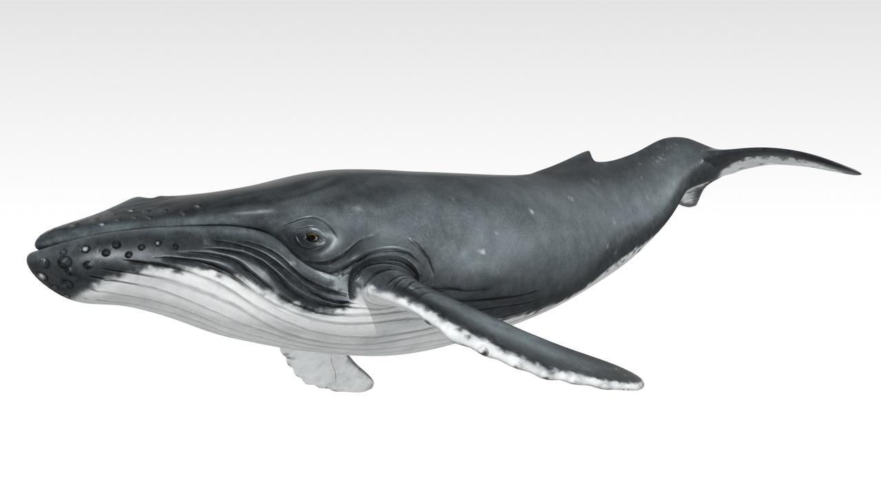 Media 1 for listing Humpback Whale