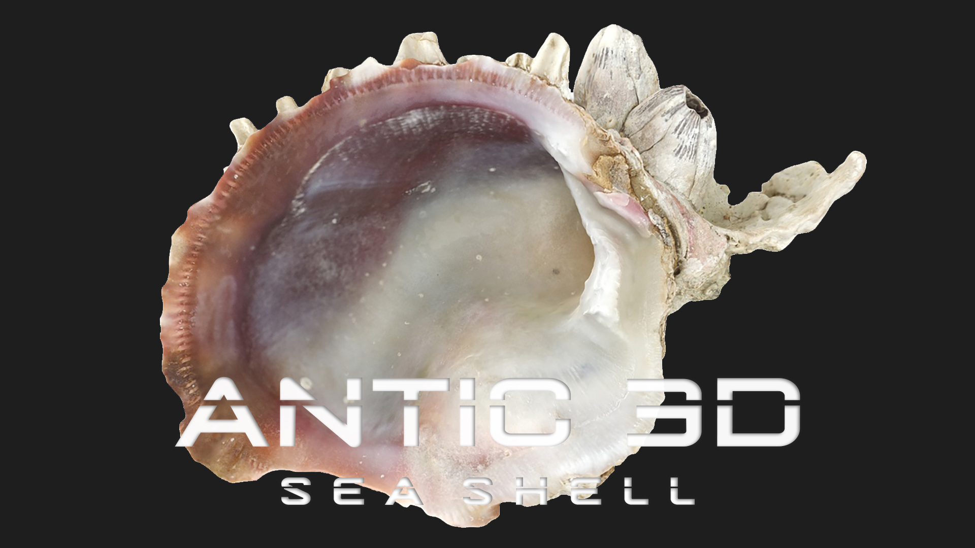 Sea Shell with dead corals | Fab
