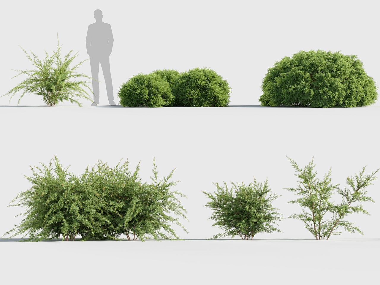 Medium 1 für Eintrag Garden shrub collection V2