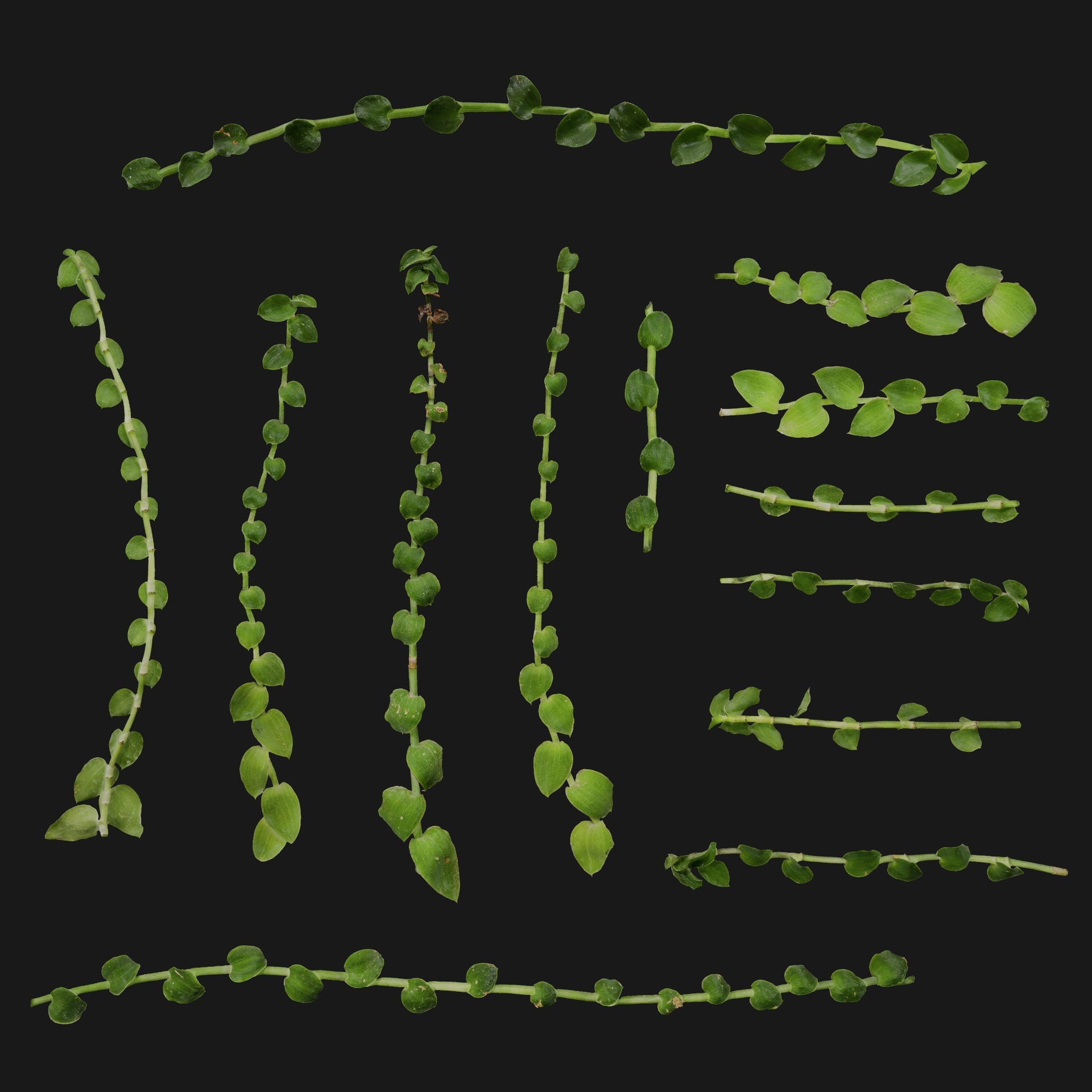 Media 1 for listing Callisia Repens 01