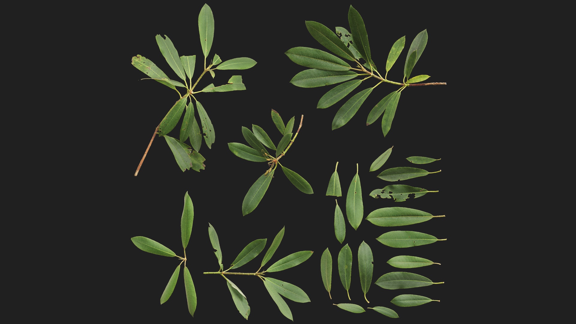 Media 1 for listing Rhododendron Atlas 01