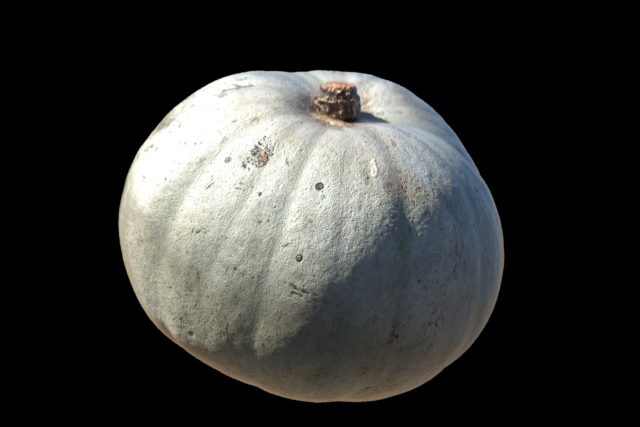 Media 1 for listing White Pumpkin