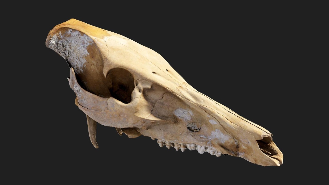 Media 1 for listing Animal Skull