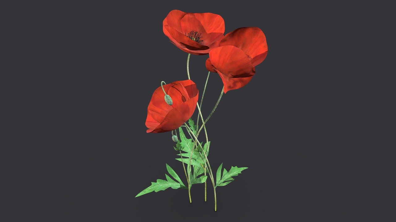 Média 1 pour l'article Red Poppy Flower