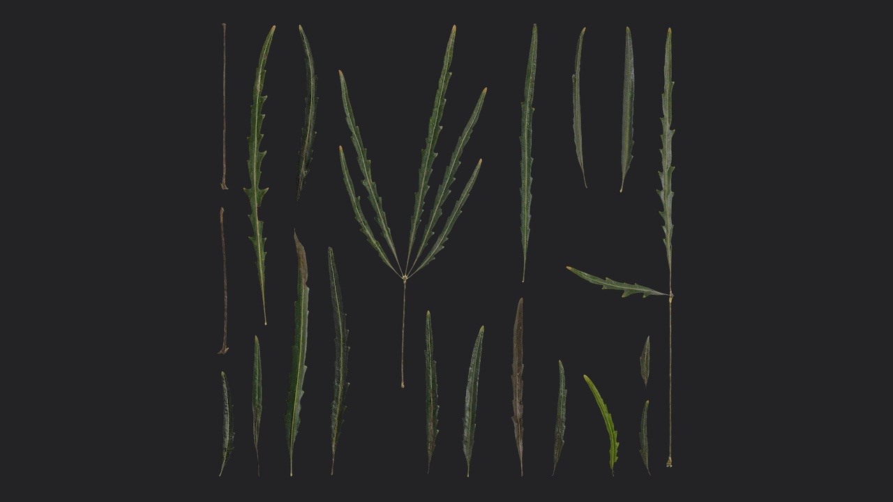 Media 1 for listing AD Plerandra elegantissima Leaf 01